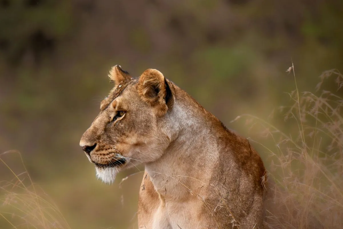 Custom made Tanzania Safaris