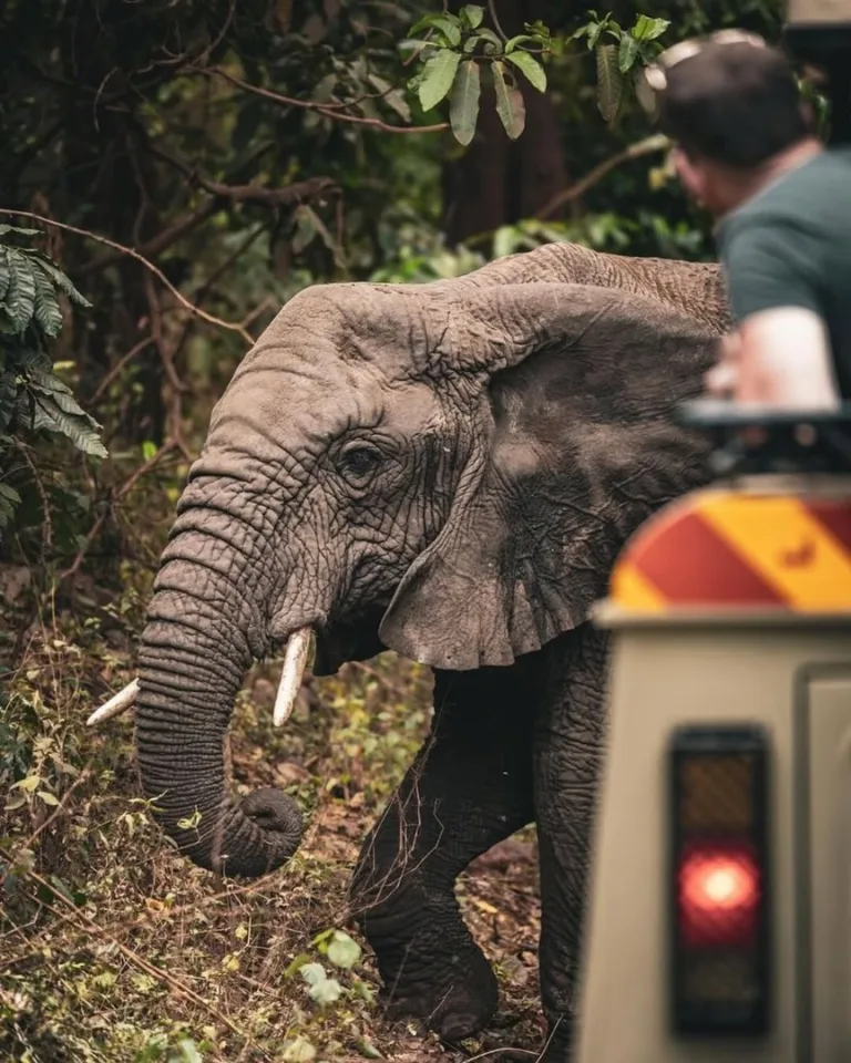 Lake Manyara National Park Photo - Tanzania Safari Experience