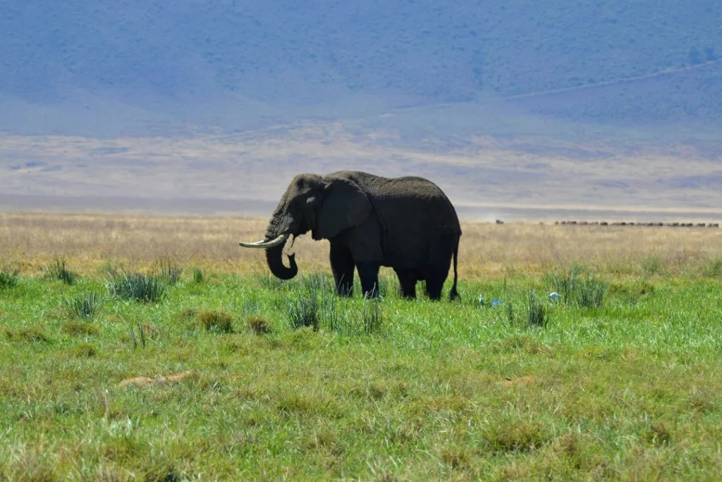 Ngorongoro Crater Photos