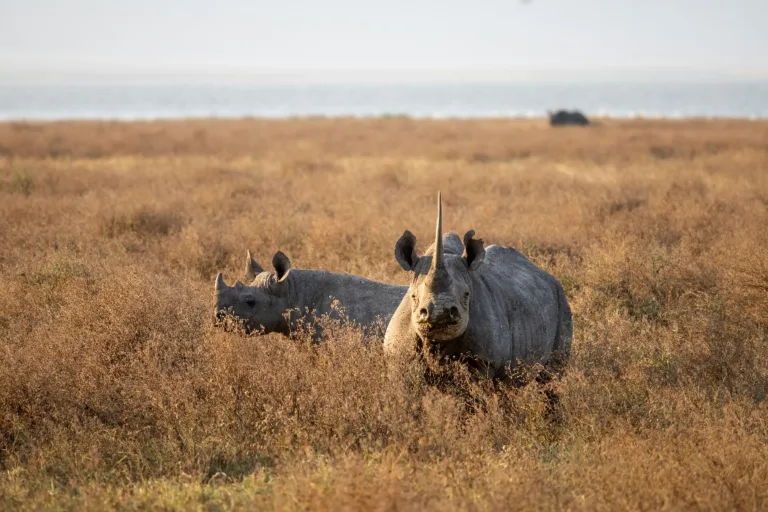 Ngorongoro Crater Photos - Tanzania Safari Experience