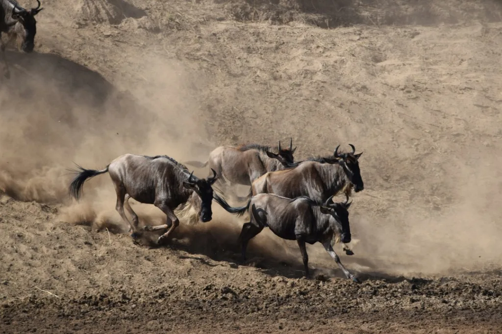 Serengeti Great Migration - Tanzania Safari Experience