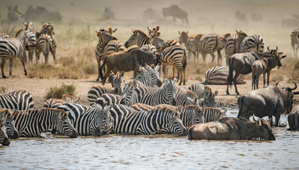 Safari itinerary image