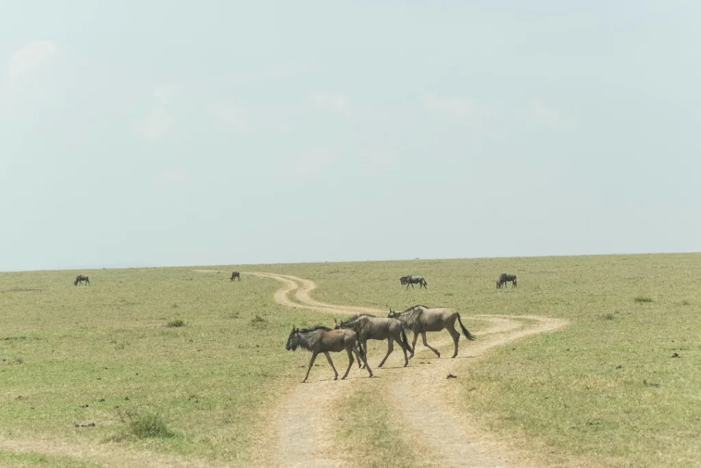 Safari itinerary image