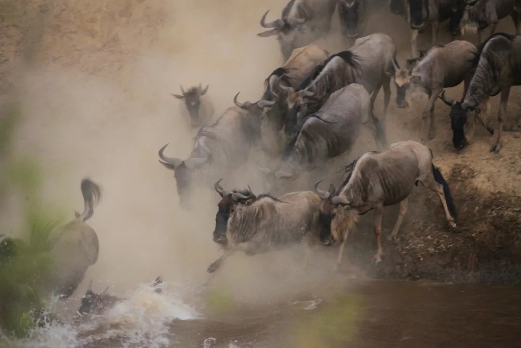 Serengeti Wildebeest Migration Photo Gallery