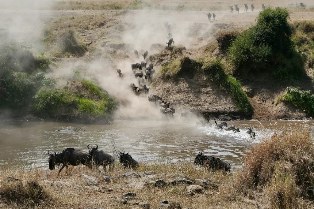 Serengeti Wildebeest Migration - Tanzania Safari Experience