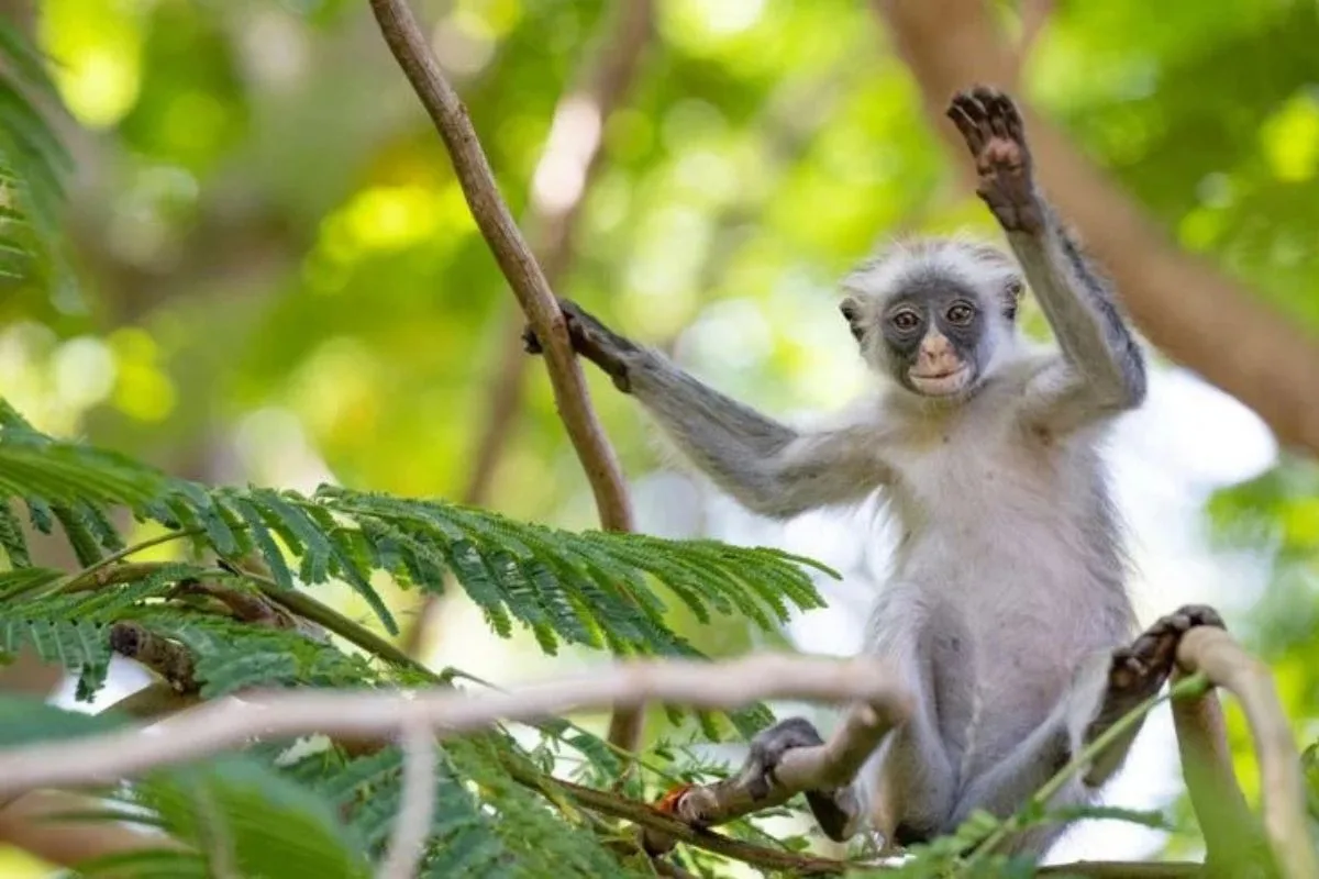 Contact Tanzania Safari Specialist