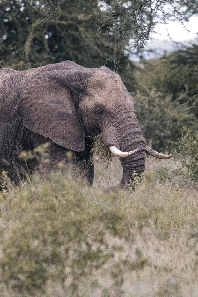 Tarangire National Park - Home of Elephants