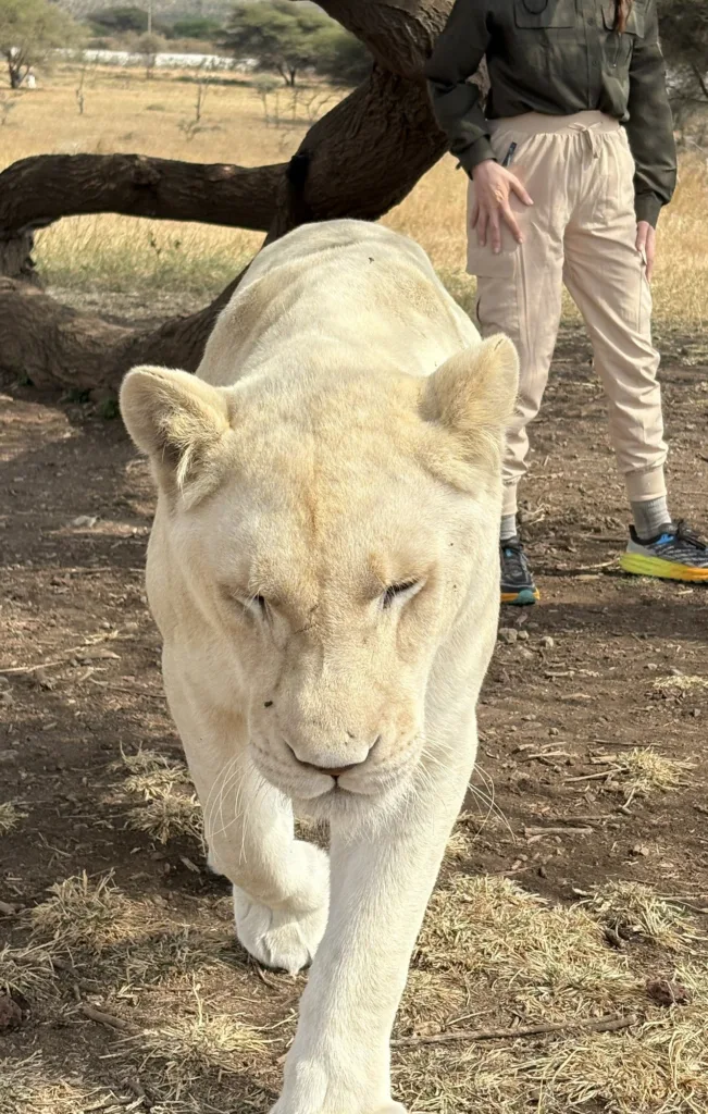 A photo of the lioness called Nala walking in her enclosure.