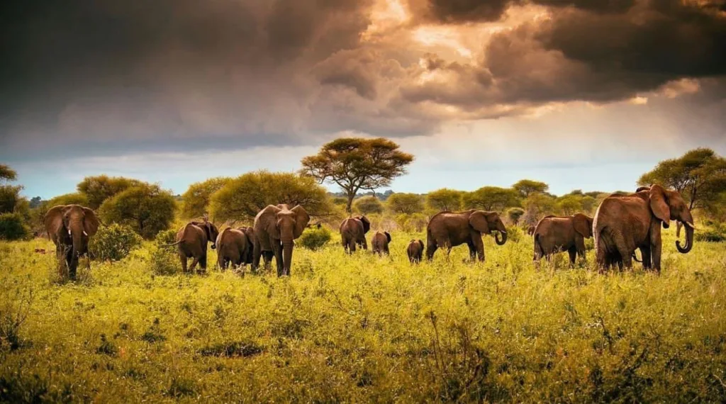 1-Tages-Safari von Sansibar zum Tarangire-Nationalpark