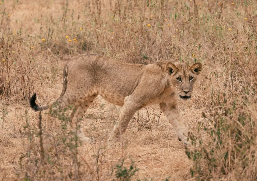 1 Day Safari from Zanzibar to Tarangire National Park Photo Gallery