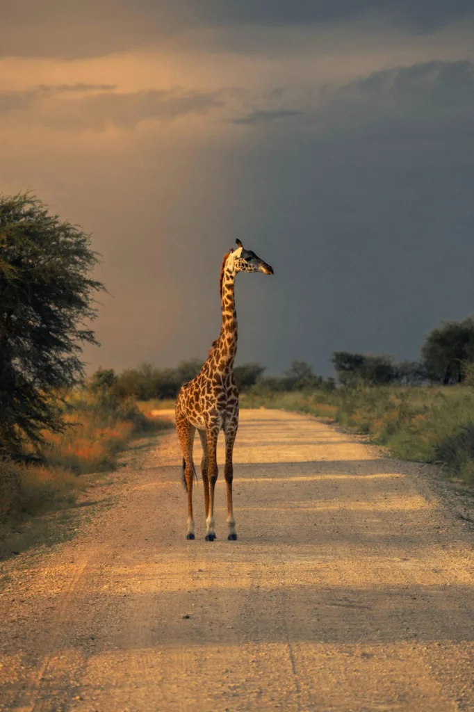 3-Day Tarangire, Ngorongoro & Materuni Safari — Complete Travel Guide