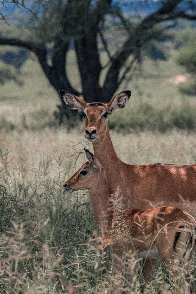 Antelopes - Wildlife in Kogatende Serengeti