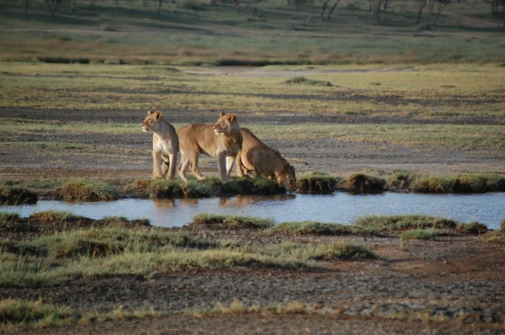 Safari itinerary image