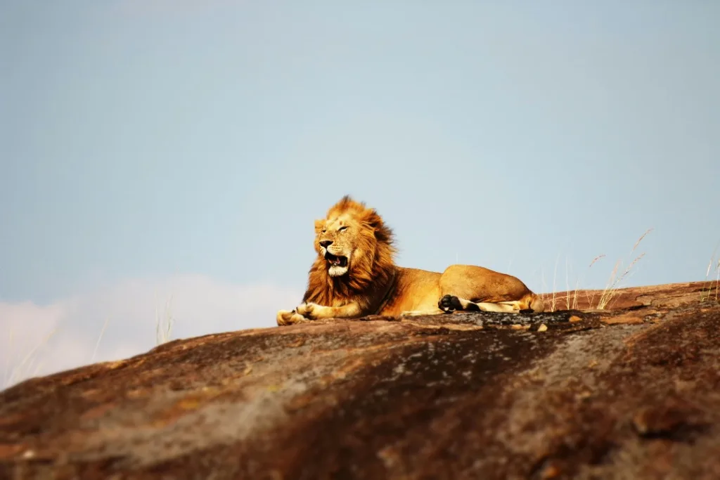 Central Serengeti (Seronera) Photo Gallery - Tanzania Safari Experience