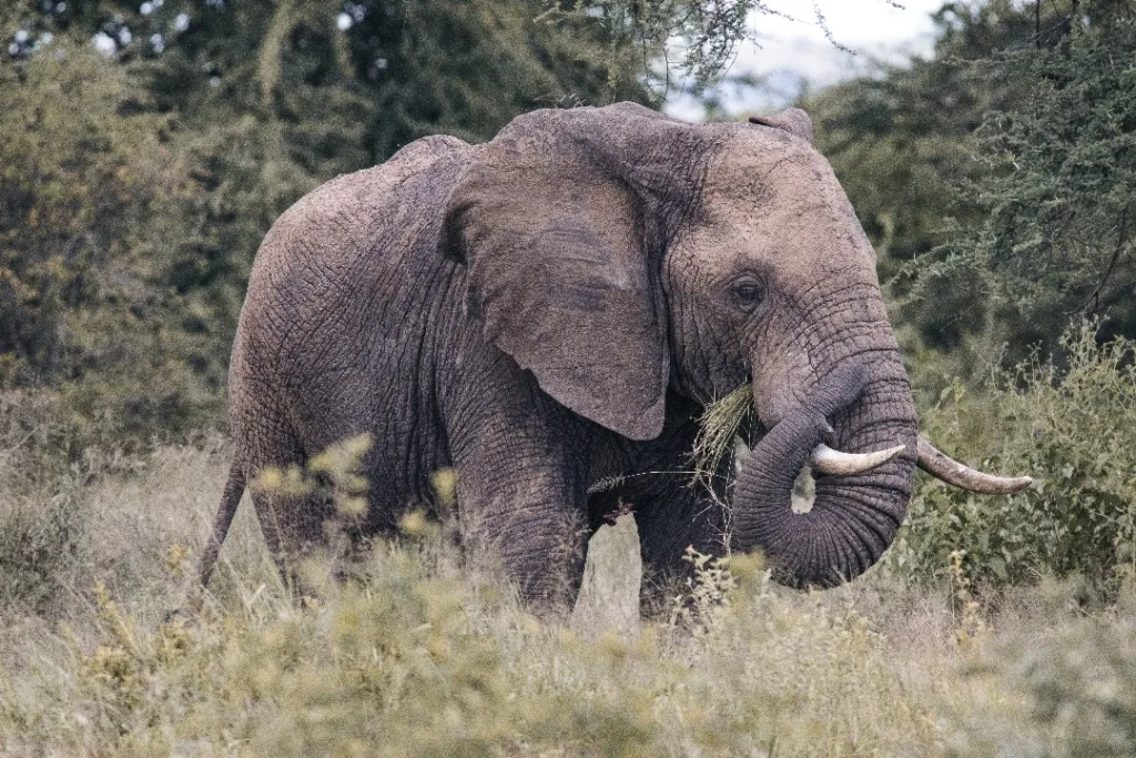 Elephants - Wildlife in Kogatende Serengeti