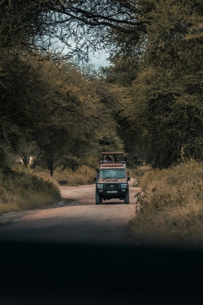 Game Drive at Tarangire National Park - Tanzania Safari Experience