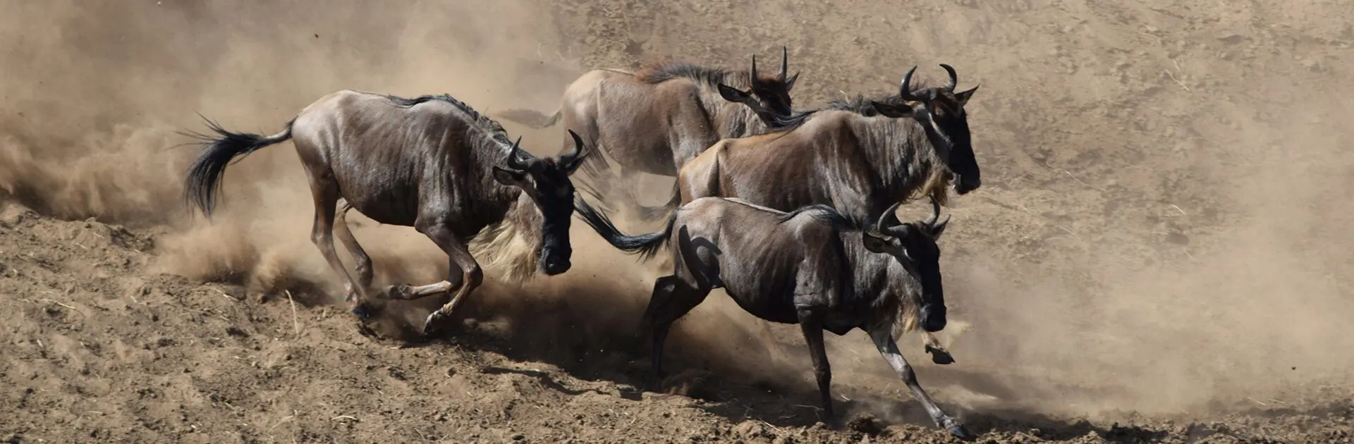 Kogatende Safari Guide — Northern Serengeti Migration