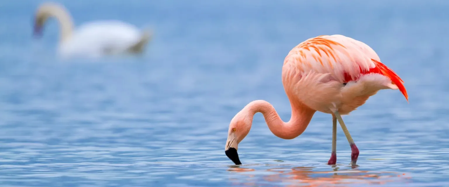 Lake Manyara National Park Photo Gallery - Tanzania Safari Experience