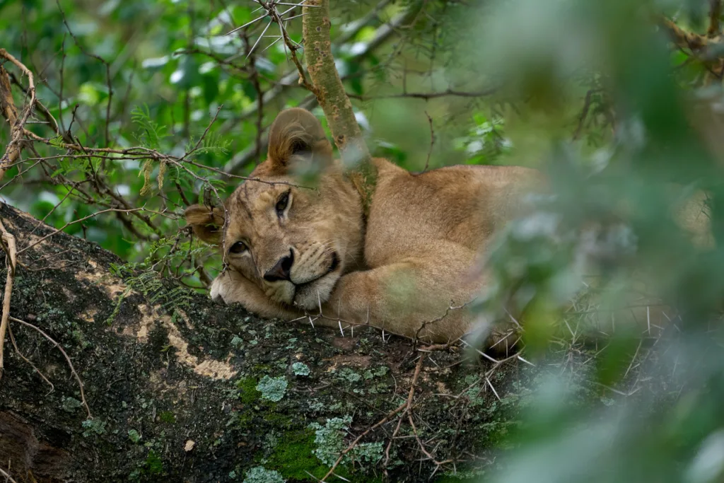 Lake Manyara National Park Photo Gallery - Tanzania Safari Experience