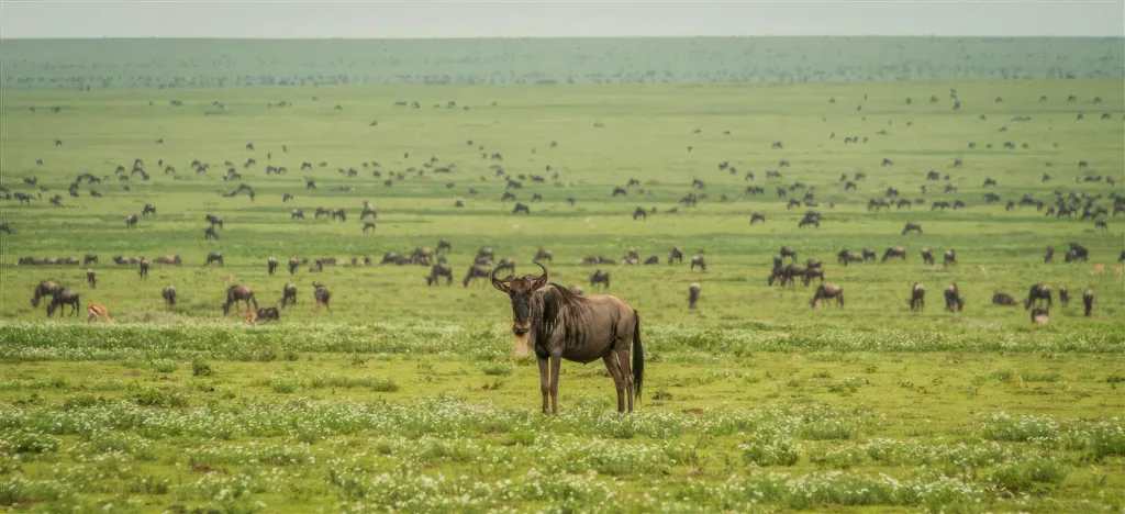 Ndutu Calving Season - Serengeti Wildebeests Migrations