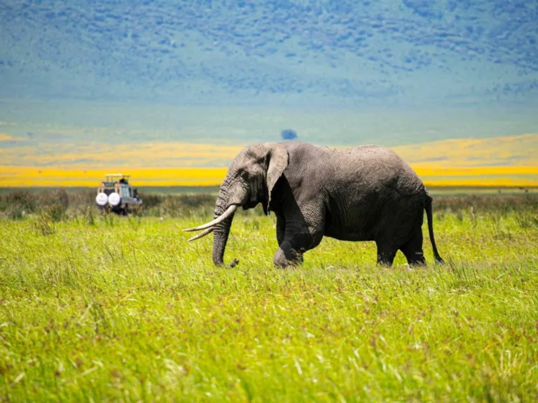 Ngorongoro Crater Photos - Tanzania Safari Experience