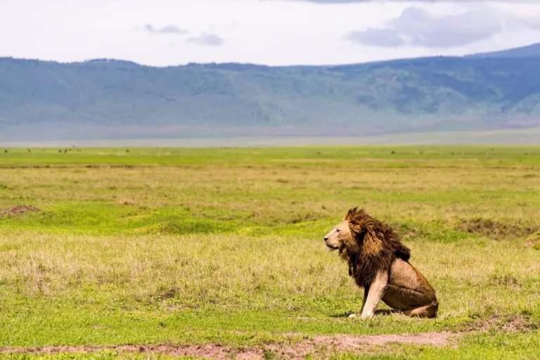 Ngorongoro Crater Photos - Tanzania Safari Experience