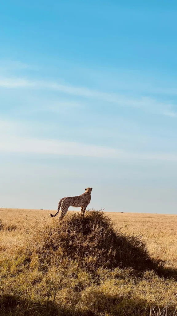 Safari itinerary image
