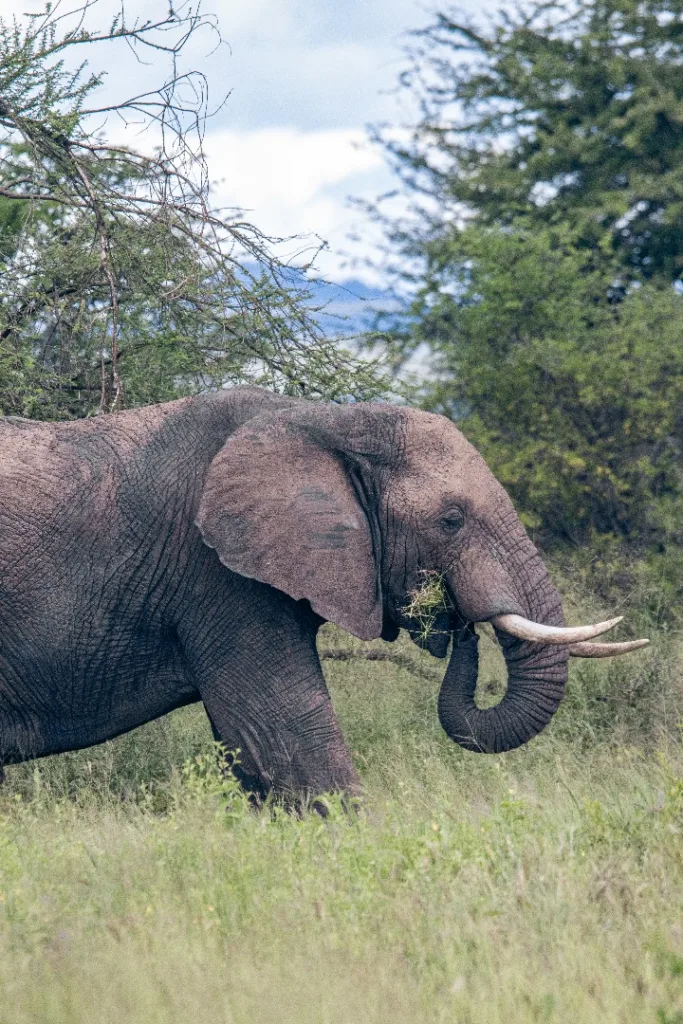 Serengeti National Park Photo - Tanzania Safari Experience