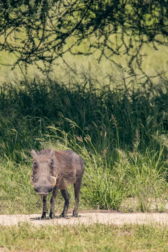Serengeti National Park Photo - Tanzania Safari Experience