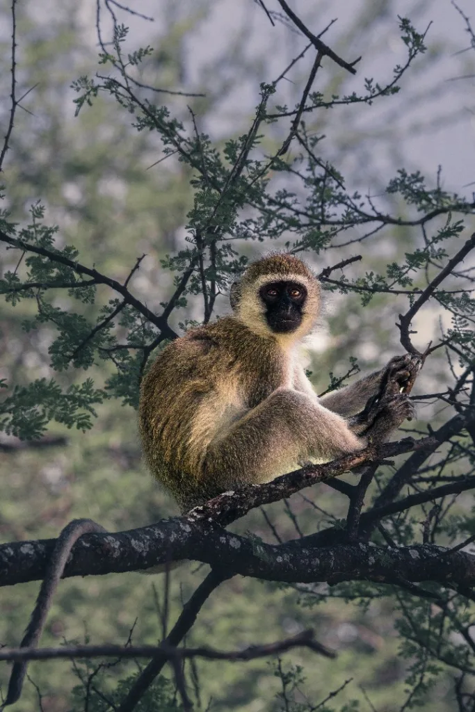 Serengeti National Park Photo - Tanzania Safari Experience