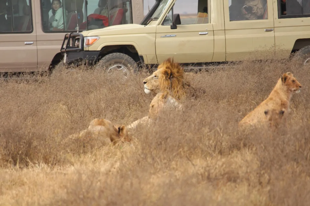 Game drive safari in Tanzania - Tanzania Safari Experience
