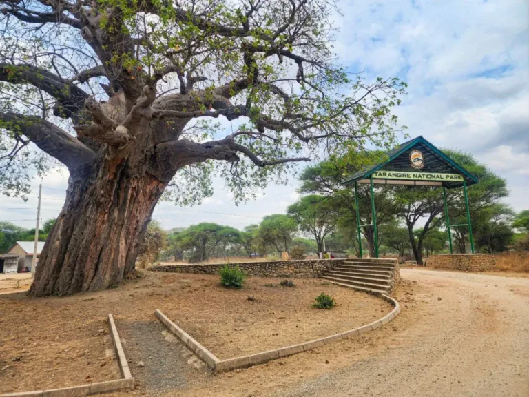 Tarangire National Park - Tanzania Safari Experience
