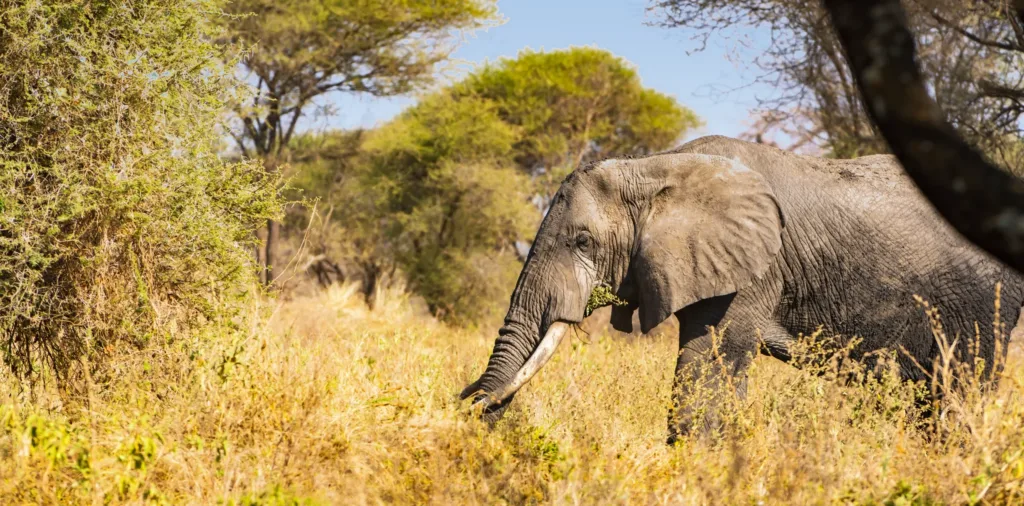 Tarangire National Park History - Tanzania Safari Experience