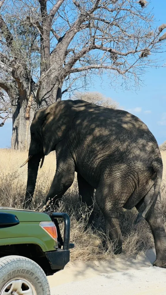 Tarangire National Park Photo Gallery - Tanzania Safari Experience
