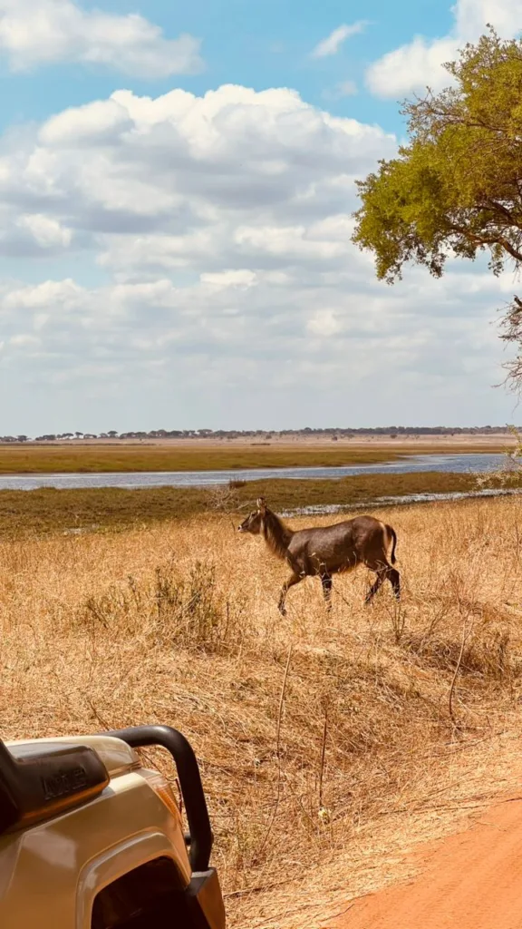 Tarangire National Park Photo Gallery - Tanzania Safari Experience