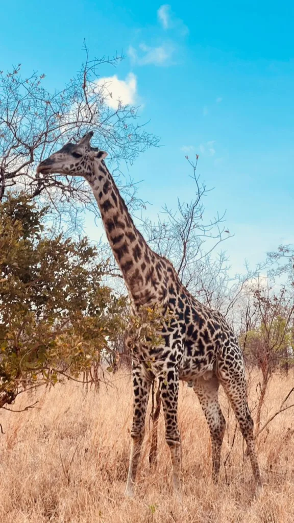 Safari itinerary image