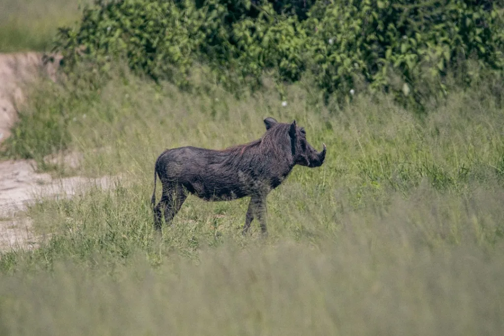 Warthog - Wildlife in Kogatende Serengeti