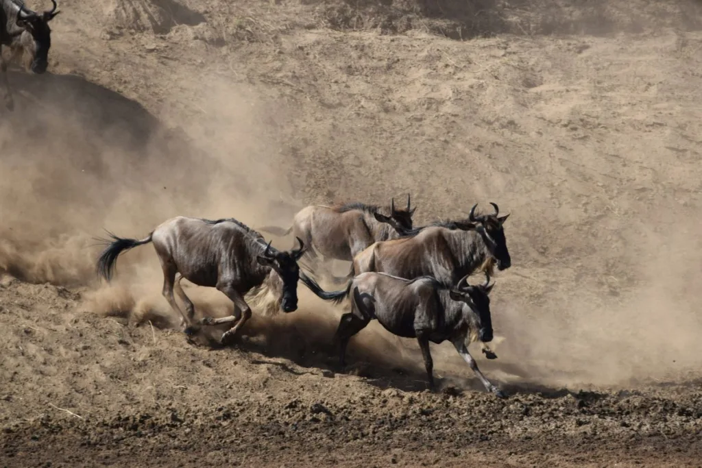Wildebeest Migration Viewing - Tanzania Safari Experience