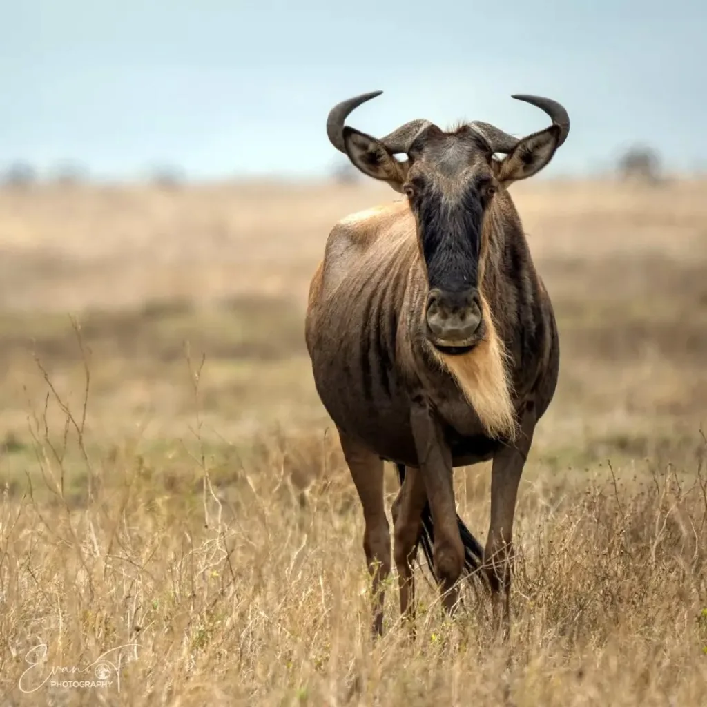 Wildebeest- Wildlife in Kogatende Serengeti