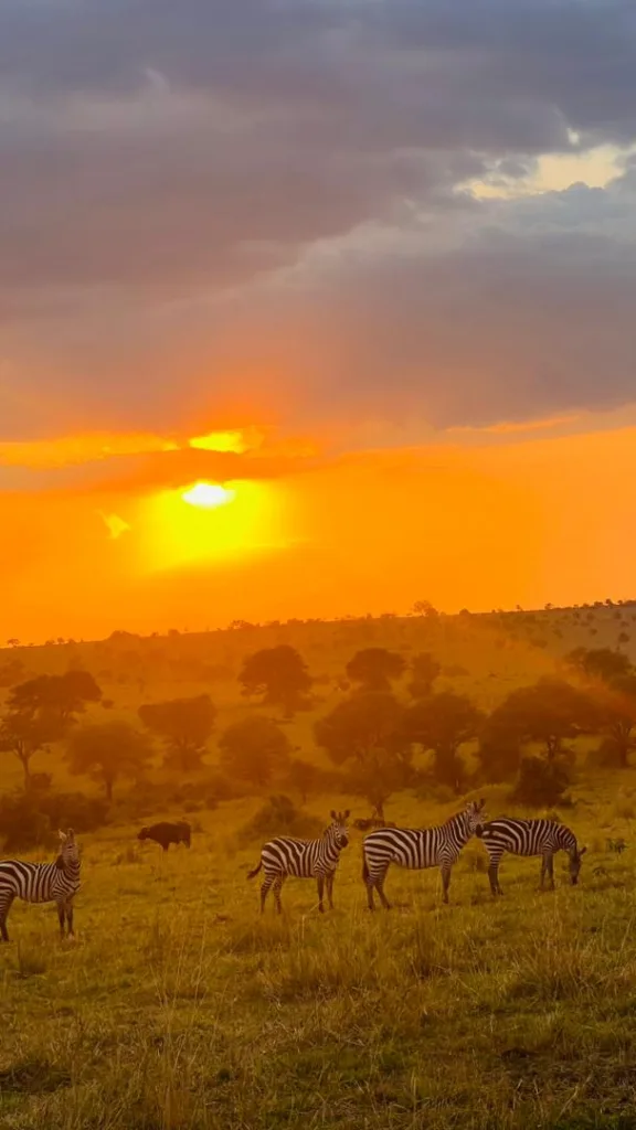 Sundowner Serengeti Experience