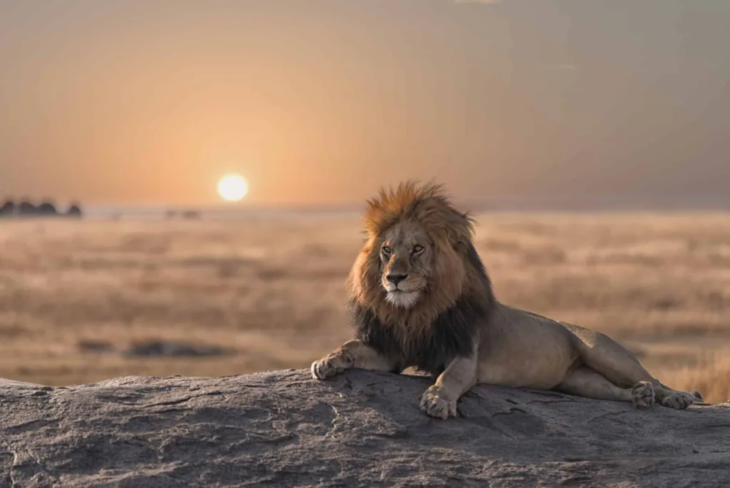 Big Five Safaris In Tanzania 3 Days Tanzania Safari From Zanzibar — Fly-In Big Five Safari
