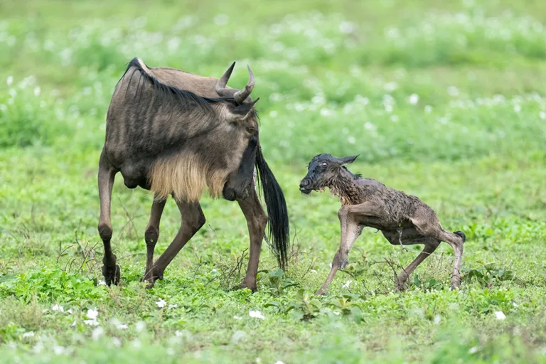 Ndutu Safari - Tanzania Safari Experiences
