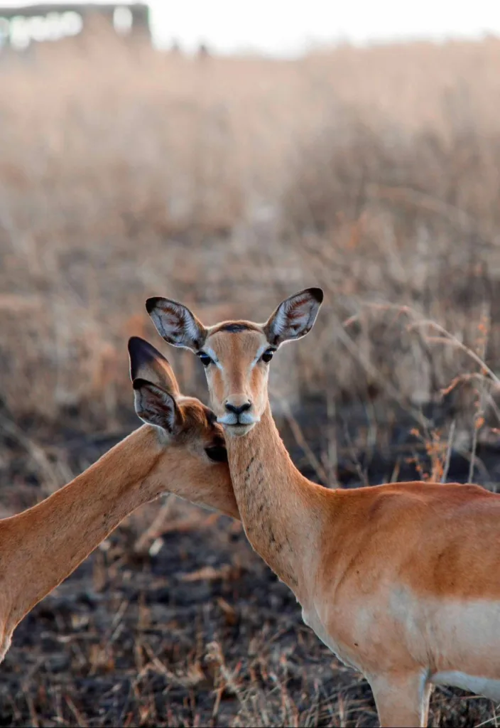 Safari itinerary image