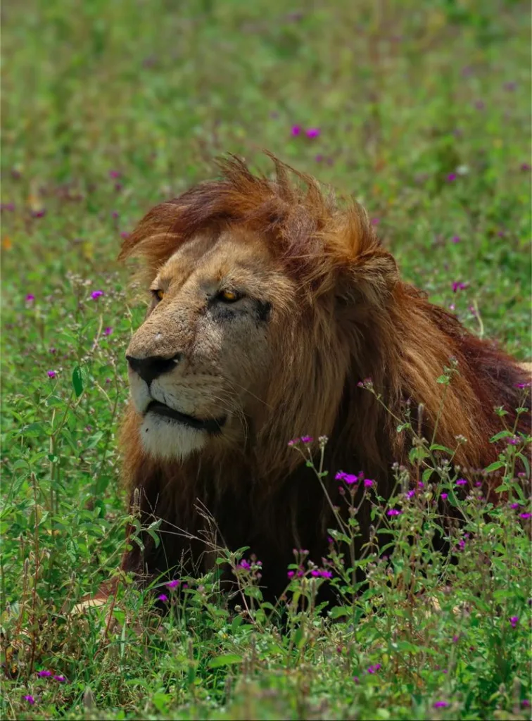 Tanzania Safari Experience Photo Gallery