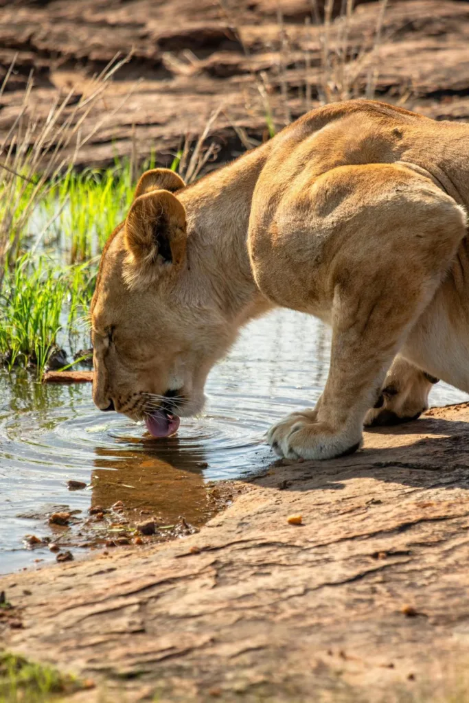 Safari itinerary image