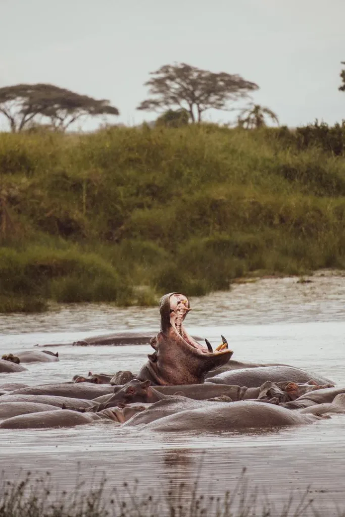 Tanzania Safari Experience Photo Gallery - Serengeti National Park