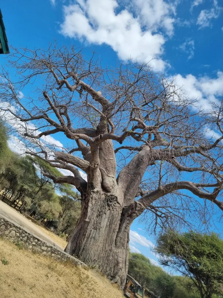 Tarangire National Park Baobab Trees