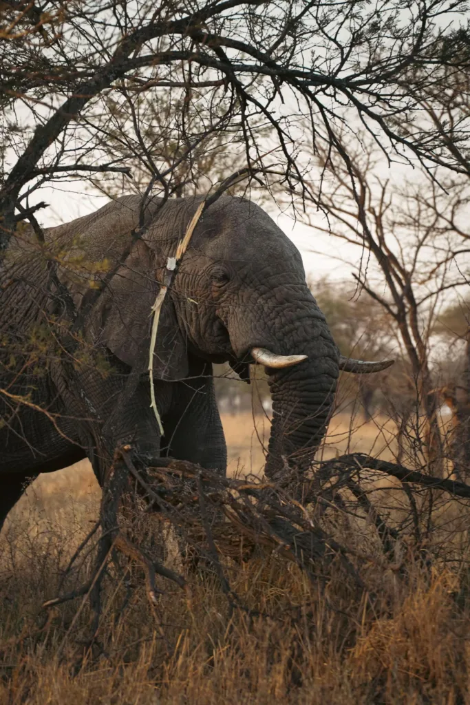 Tarangire National Park Tanzania, Tarangire Safari Tours