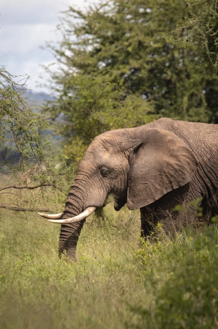 Tarangire National Park – Wildlife & Baobab Wonderland