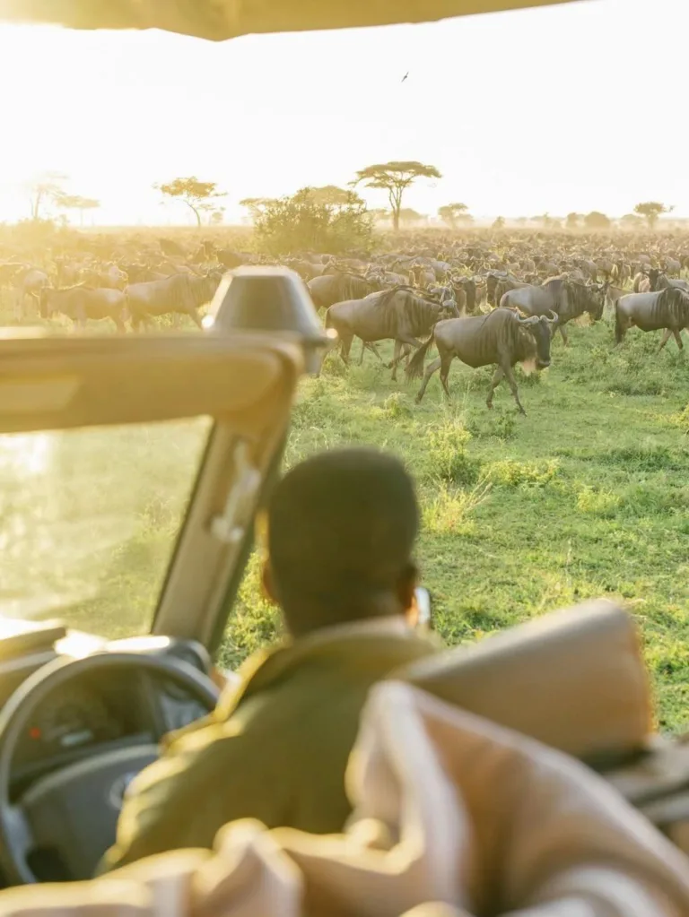 Witness Great Migration - Tanzania Safari Experience
